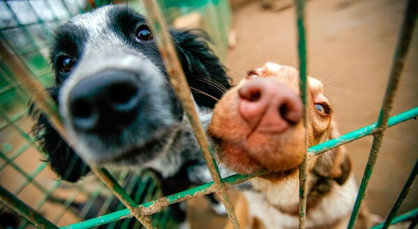 Asignan a 90 fiscales para intervenir casos de maltrato animal - Noticiero Paraguay