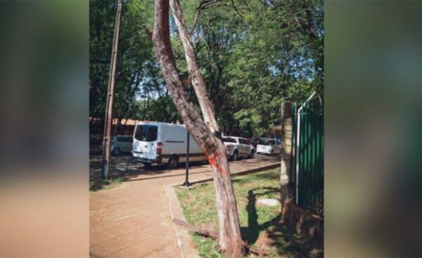Señalizan árboles en riesgo de caída para evitar accidentes