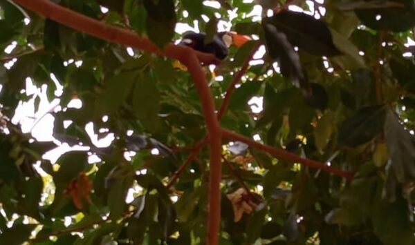 Las aves en peligro de extinción migran a Pilar en busca de agua y comida - Nacionales - ABC Color