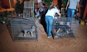 Luque: Rescatan de una casa a más de una docena de perros “en condición deplorable” - Nacionales - ABC Color