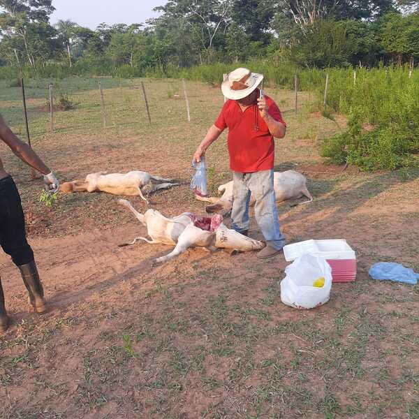 Productor ya pierde 4 los vacunos tras vacunación anti aftosa