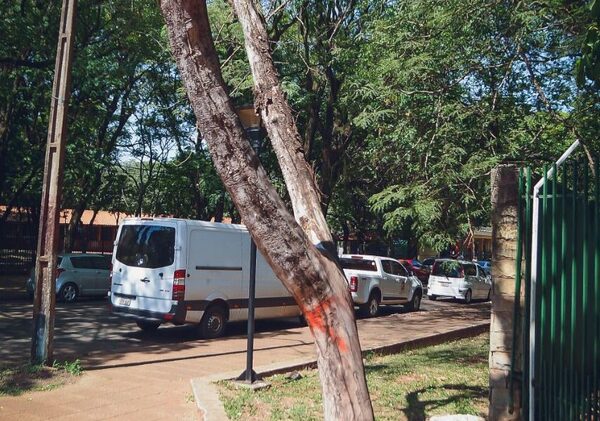 37 árboles con riesgo de caída en CDE