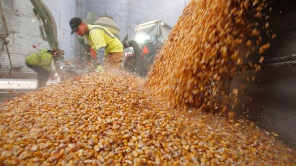 Incertidumbre en el campo para productores de soja zafriña y maíz