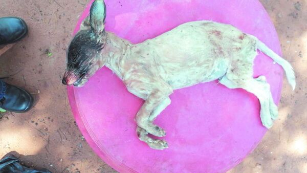 Despechado que mató a martillazos al perrito de su ex también torturaba a gatitos