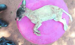 Despechado que mató a martillazos al perrito de su ex también torturaba a gatitos