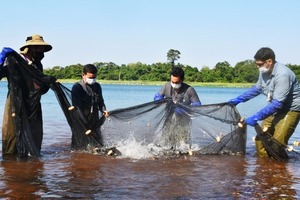Realizan exitosa siembran de alevines y peces juveniles en embalse de Itaipu - .::Agencia IP::.