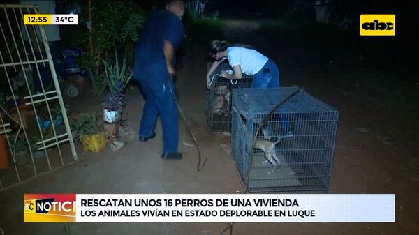Rescatan a 16 perros en mal estado de una vivienda ubicada en Luque - ABC Noticias - ABC Color
