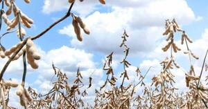 La Nación / Cappro analiza la 1ª importación de soja
