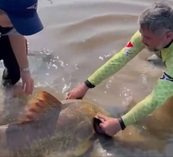 Crónica / [VIDEO] Devolvieron al agua a dos manguruyúes de más de 40 kilos