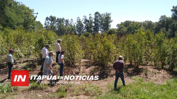 CRISIS EN YERBALES: DESDE LA GOBERNACIÓN ACOMPAÑAN A PRODUCTORES AFECTADOS. - Itapúa Noticias