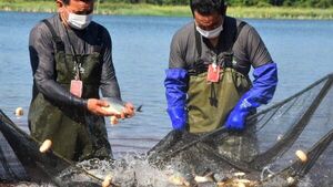 Miles de peces son sembrados en embalse de Itaipú