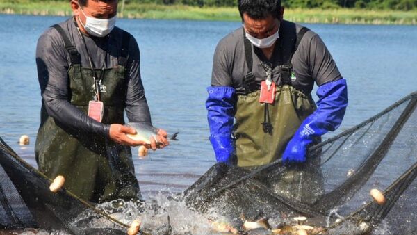 Miles de peces son sembrados en embalse de Itaipú