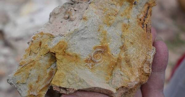 La Nación / Evalúan fósiles de la Región Oriental