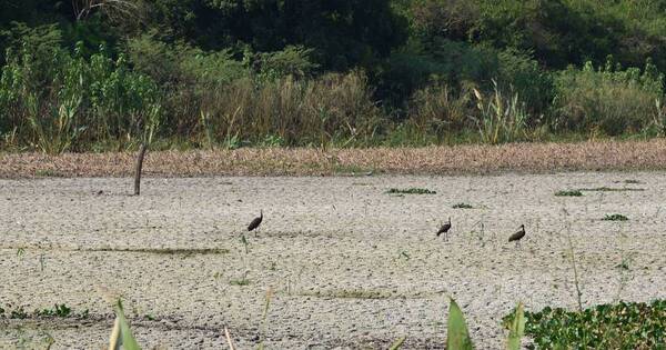 La Nación / Se secó la laguna Cerro, famosa por su contaminación