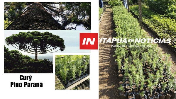 AVANZA EL SUEÑO DEL FUTURO PARQUE DE ARAUCARIA O CURI´Y - Itapúa Noticias