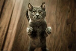 ¿Por qué los gatos son homenajeados tres veces al año?
