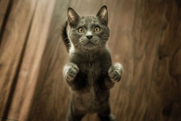 ¿Por qué los gatos son homenajeados tres veces al año?