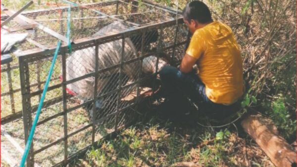 Buscan rescatar al felino que comió a un ternerito