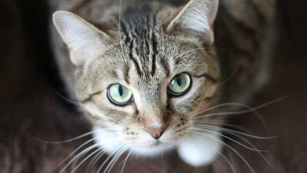 Día Internacional del Gato: ¿por qué se celebra hoy, 20 de febrero?