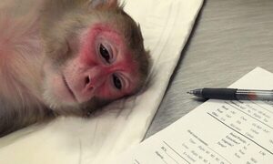 Comité de 17.000 médicos denunció a Neuralink por maltrato animal