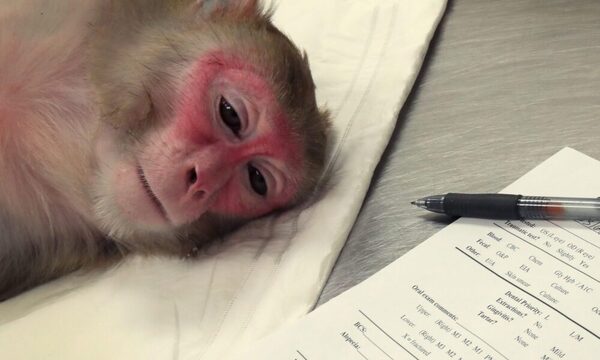 Comité de 17.000 médicos denunció a Neuralink por maltrato animal