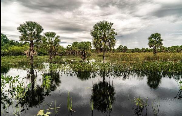 Presentarán mecanismo de sustentabilidad para proteger el chaco americano