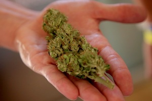 Colombia regula el uso industrial del cannabis en alimentos, bebidas y textiles - MarketData