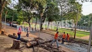 Comuna corta árboles añejosy reemplazará por plantines – Diario TNPRESS