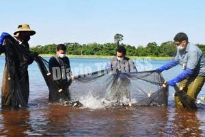 Realizan exitosa siembran de alevinesy peces juveniles en embalse de Itaipu – Diario TNPRESS