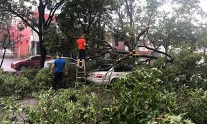 Árbol cae sobre automóvil