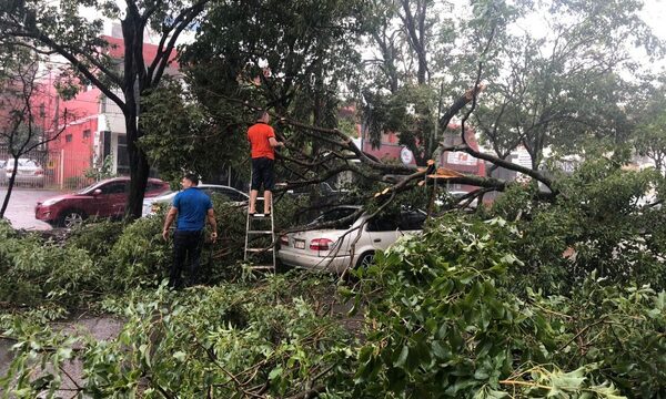Árbol cae sobre automóvil
