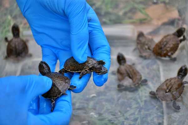 Nacen 10 tortugas de agua, especie en peligro de extinción en Paraguay - La Clave