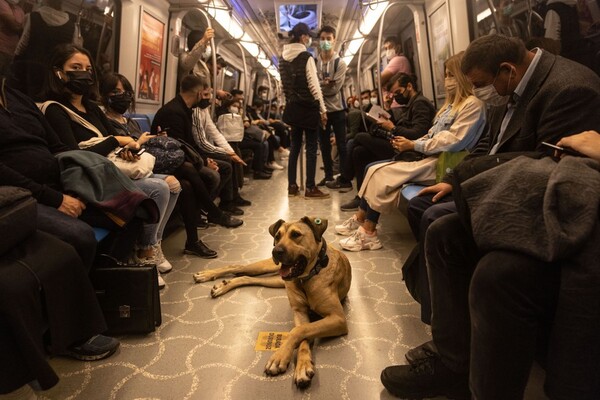 “Boji”, el perro viajero más famoso de Estambul