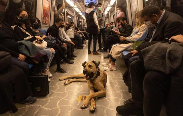 Inteligente y con miles de seguidores: así es “Boji”, el perro viajero de Estambul