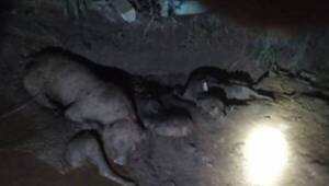 Crónica / Fosa de animales: Es normal que se le entierre a los animalitos muertos he'i