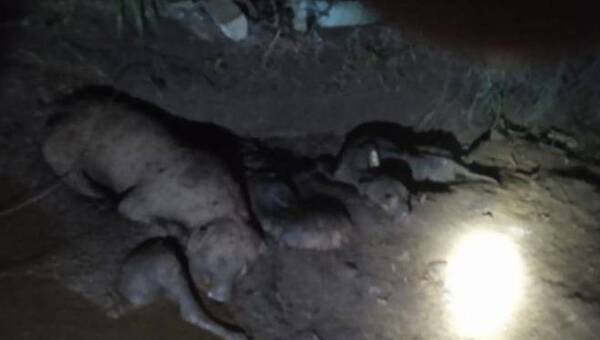 Crónica / Fosa de animales: Es normal que se le entierre a los animalitos muertos he'i