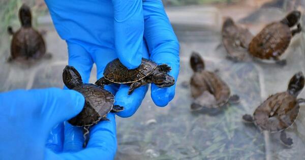Nacen tortugas de agua en peligro de extinción en Paraguay