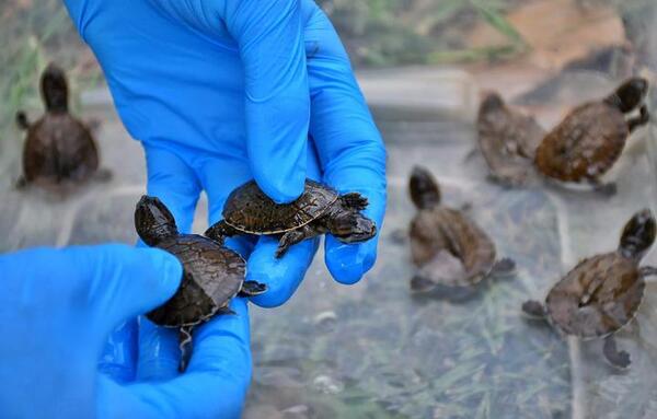10 tortugas de agua en peligro de extinción nacieron en Itaipú