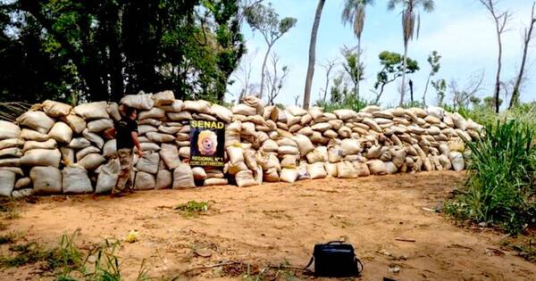 La Nación / Detectan 18 mil kg de marihuana en Trabuco