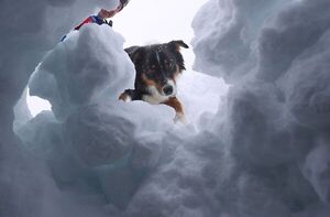 Perros practican el rescate de personas en los Alpes - Mascotas - ABC Color