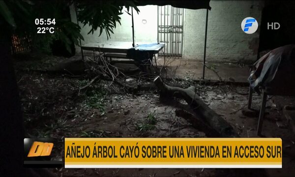 Añejo árbol cayó sobre una vivienda en Acceso Sur | Telefuturo