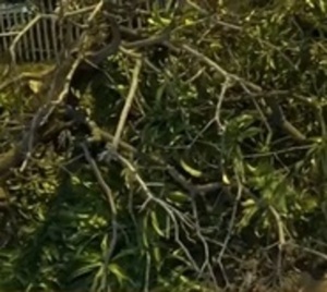 Añejo árbol cae sobre vivienda de anciano en Fernando de la Mora - Paraguay.com