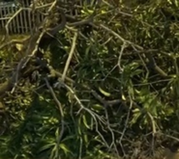Añejo árbol cae sobre vivienda de anciano en Fernando de la Mora - Paraguay.com