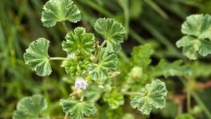 Comunidades indígenas alertan de la desaparición de plantas comestibles