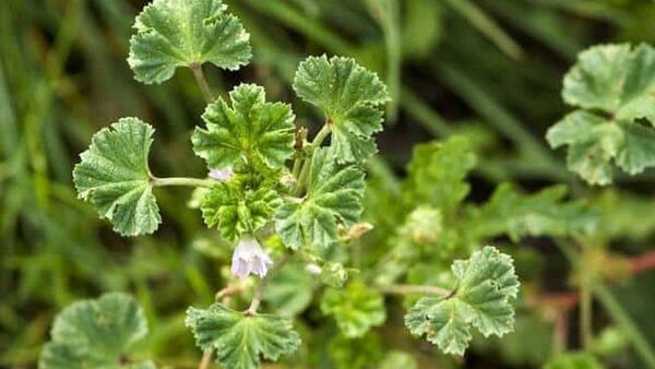 Comunidades indígenas alertan de la desaparición de plantas comestibles