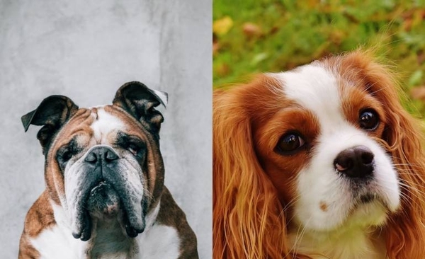 Diario HOY | Noruega prohíbe cría de dos razas de perros por incumplir ley de protección de los animales