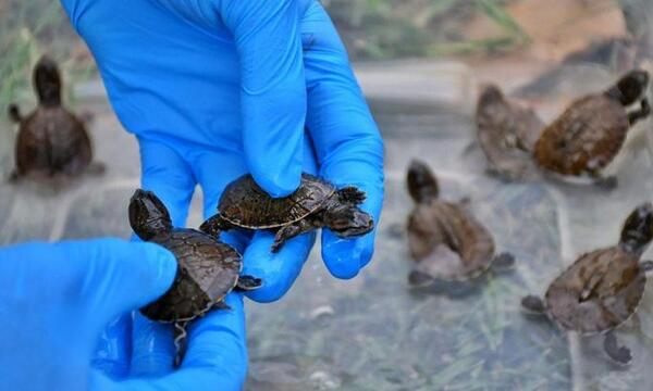 Nacieron diez tortugas que están en peligro de extinción en Paraguay – Prensa 5