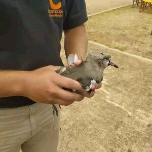 Crónica / A honditazos lastimaron a teros de la Costanera