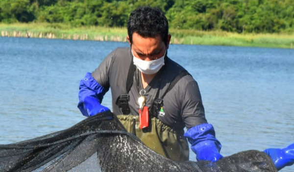 Realizan exitosa siembra de alevines y peces juveniles en embalse de ITAIPU