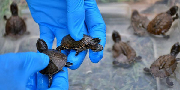 NACIERON DIEZ TORTUGAS QUE ESTÁN EN PELIGRO DE EXTINCIÓN EN PARAGUAY - Itapúa Noticias